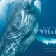 Image for article titled These beautiful portraits of whales will make you weep at the wonder of the universe (no, really)